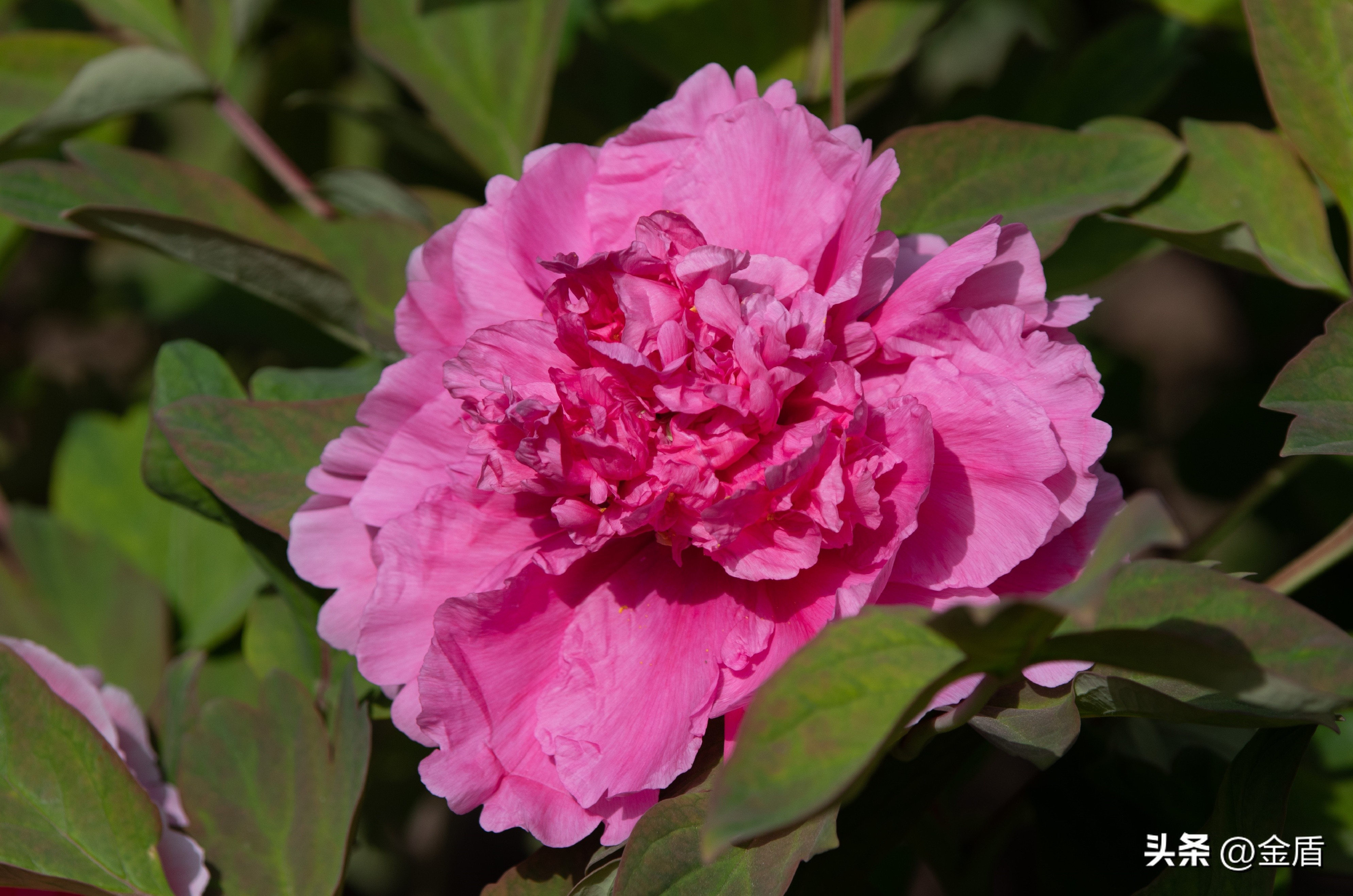 牡丹放在人面前人们会说雍容华贵,雍容华贵的国之牡丹惊艳了世界