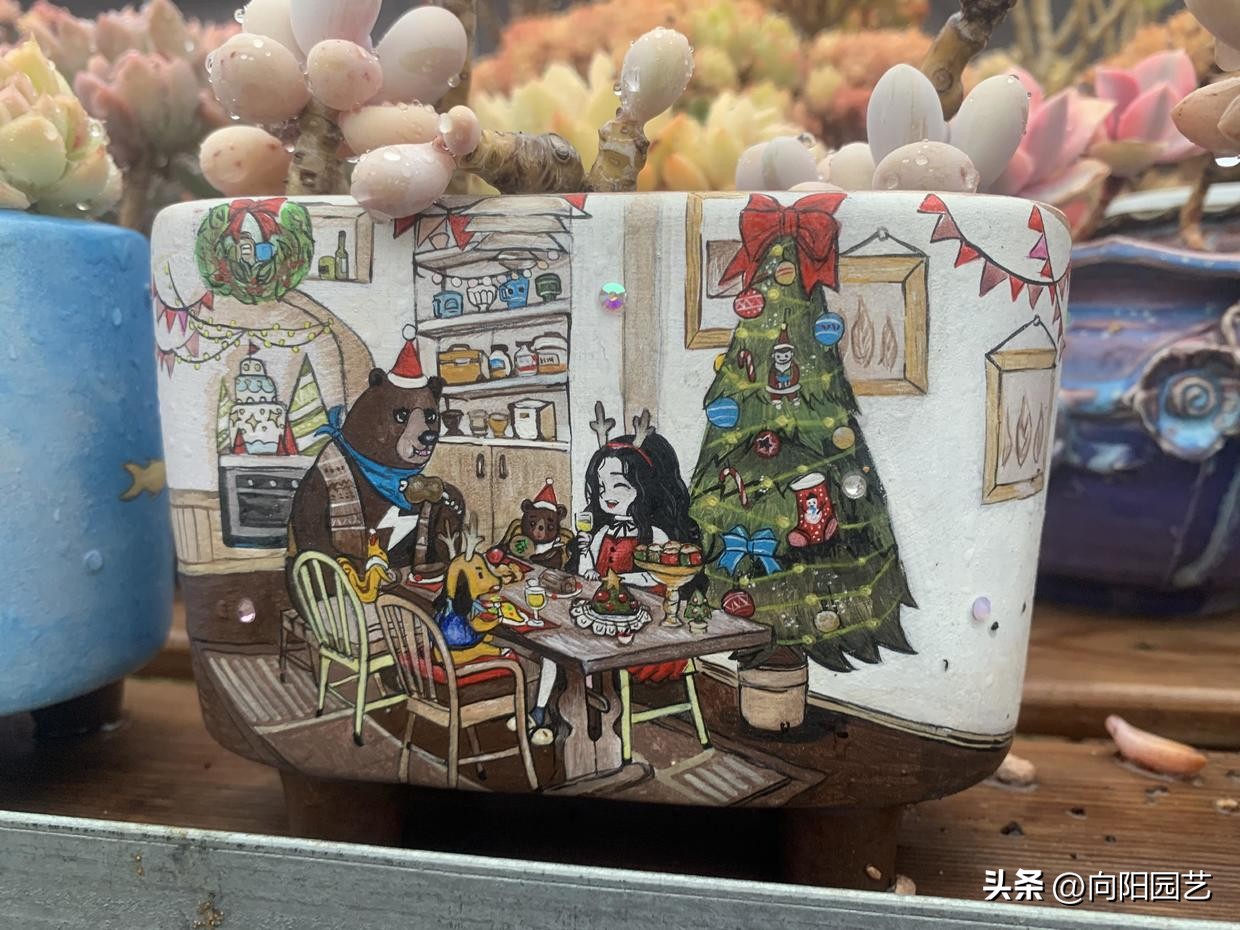 多肉花盆贵的和便宜的区别,紫砂盆和塑料盆养多肉哪个好