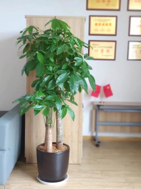 适合养办公桌上的5种盆栽小绿植,什么大盆绿植适合室内养不怕冷