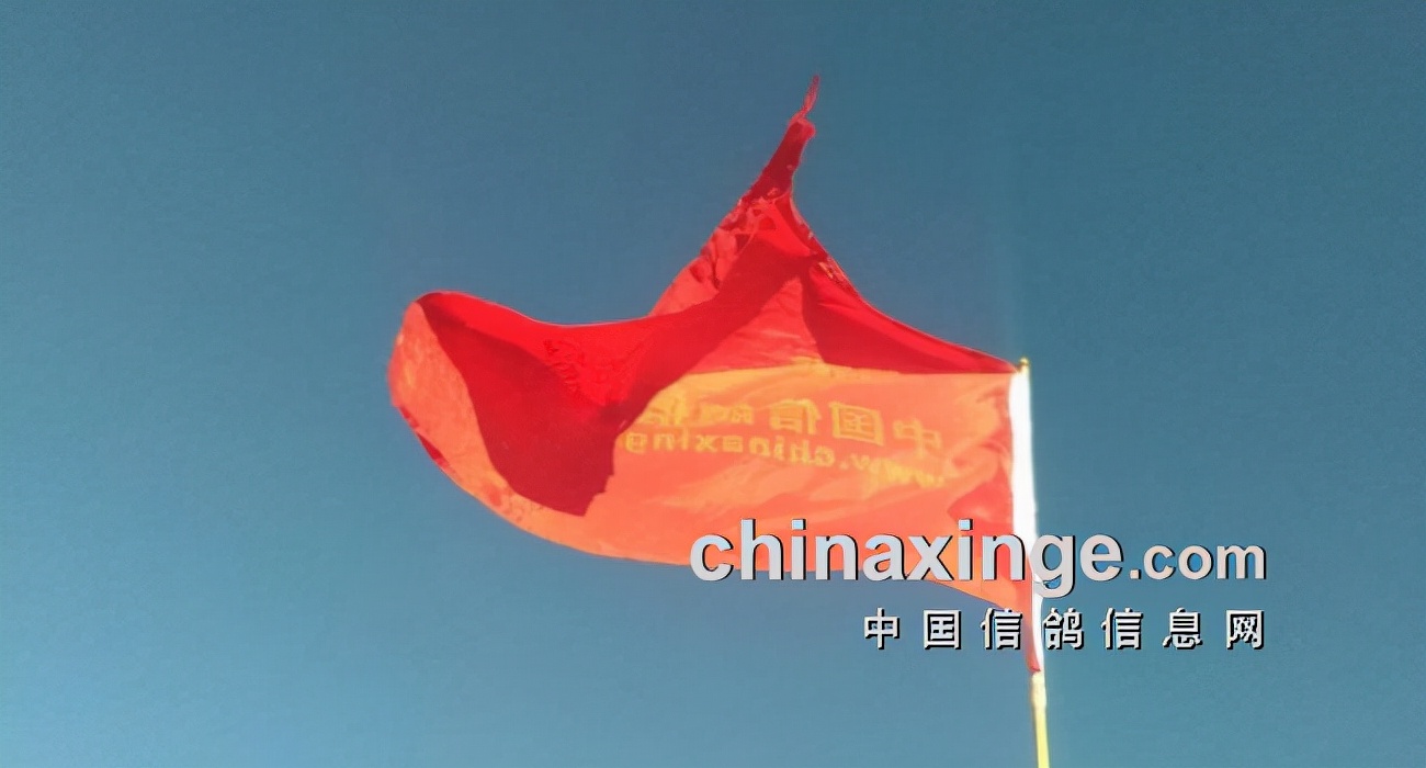 中国鸽界,鸽界的那些事