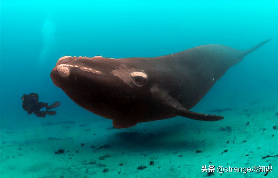 有关于鲸鱼的冷知识,关于鲸鱼的十个小知识