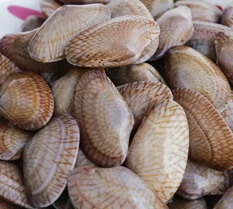 海南海鲜贝类有哪些,海南海鲜贝类