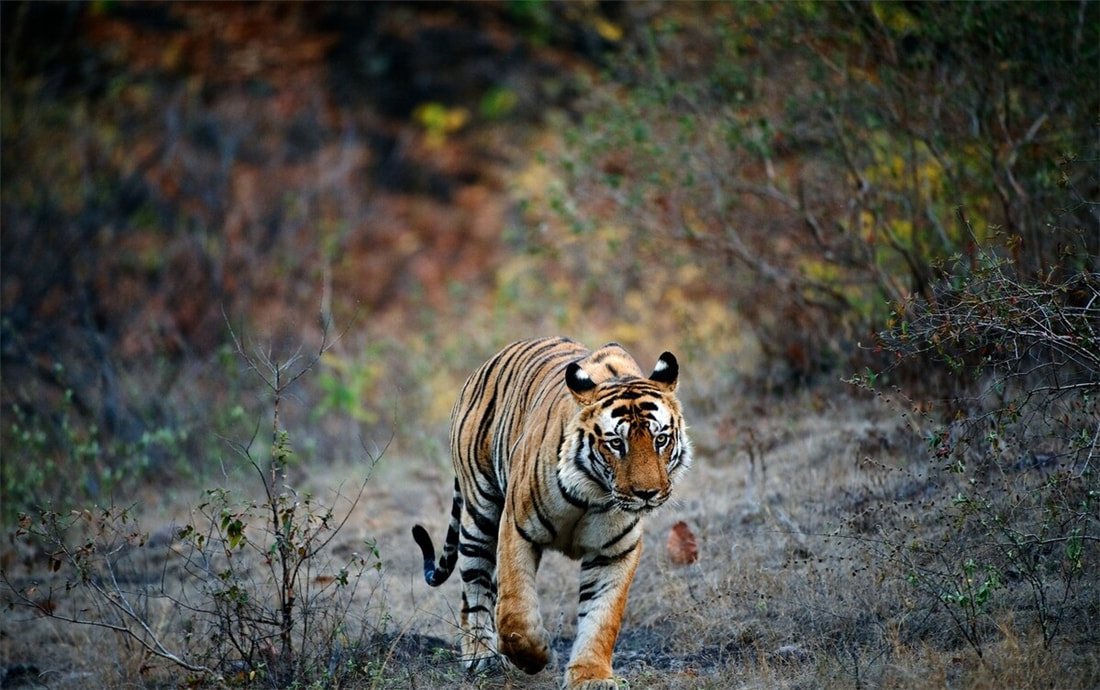 放归8个月,遛弯4500里,完达山1号跟着野猪吃狍子,很难找到母虎