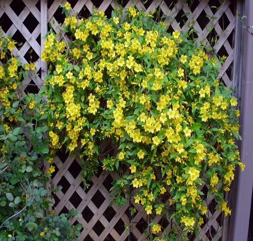 小院大门口种什么爬藤花漂亮,院子做花园