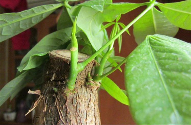 发财树烂根烂皮怎么救,发财树稍微烂根怎么处理