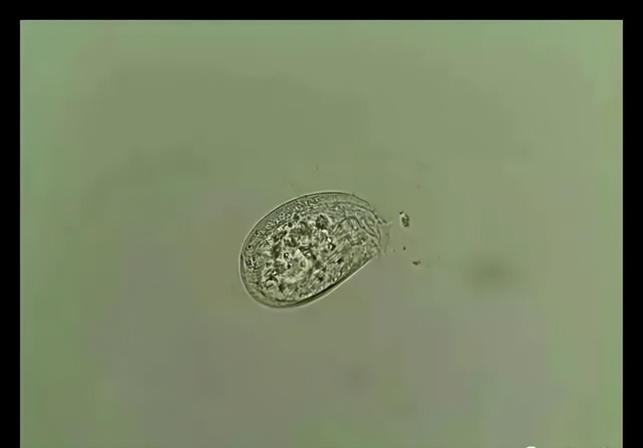 鱼常见的寄生虫以及症状,怎么区分鱼身上的钉虫和孢子虫