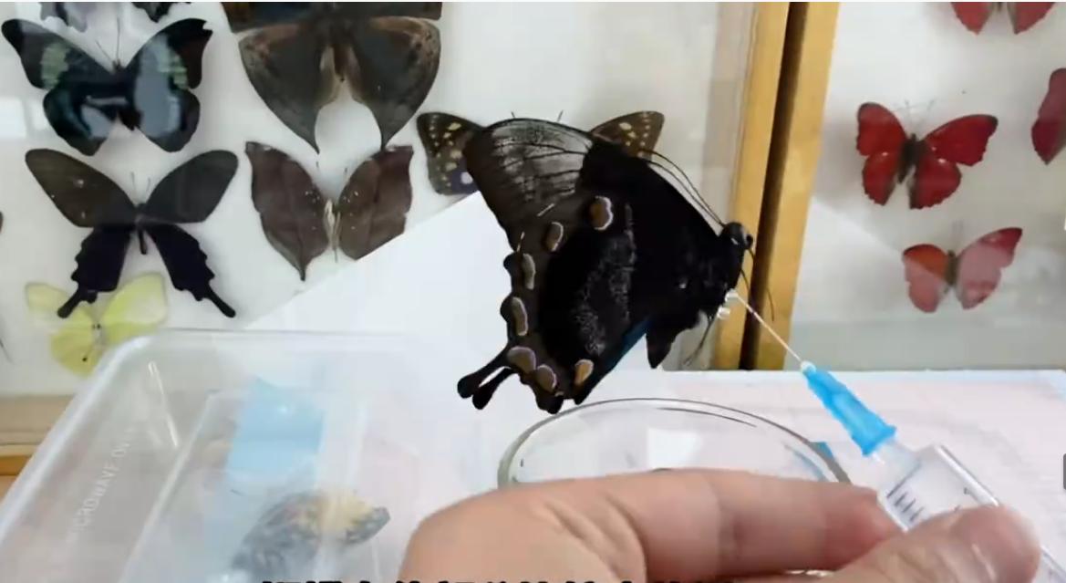 蝴蝶标本制作过程最简单,蝴蝶标本制作流程表