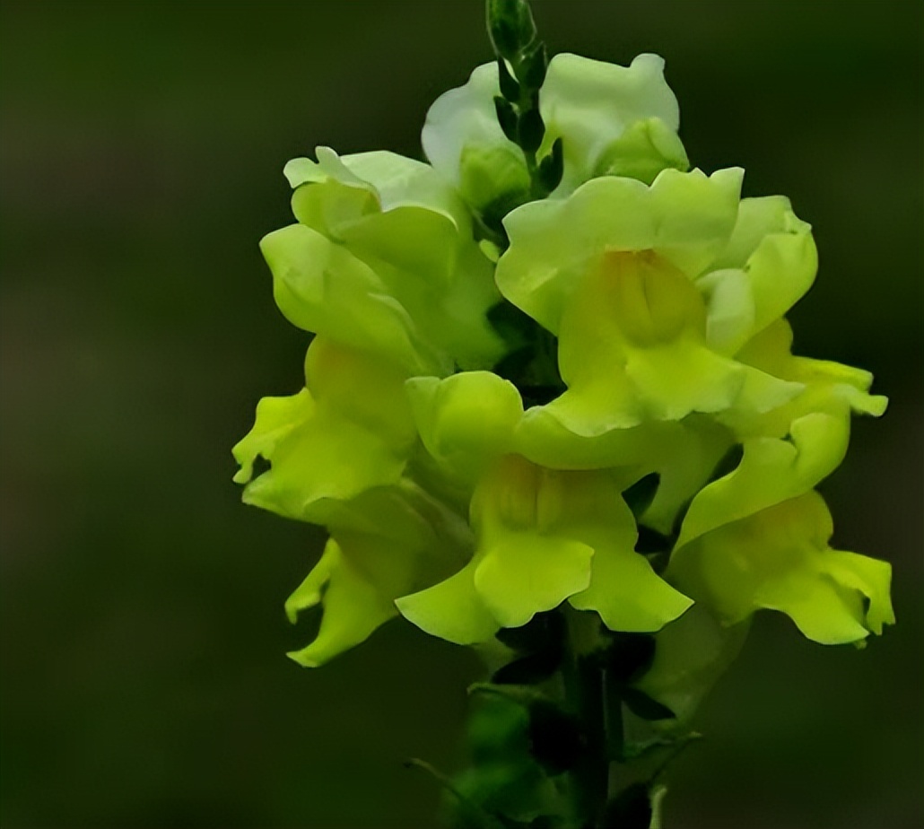 四季开花的草花有哪几种,南方冬季开花的草花播种