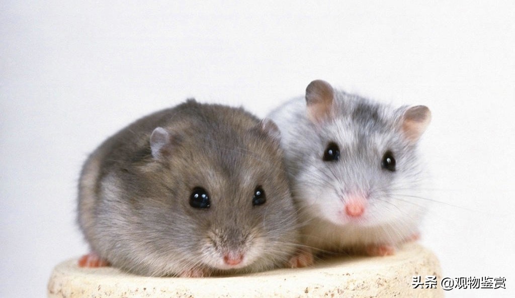 仓鼠喝凉白开还是喝自来水,仓鼠要喝水吗怎么喂