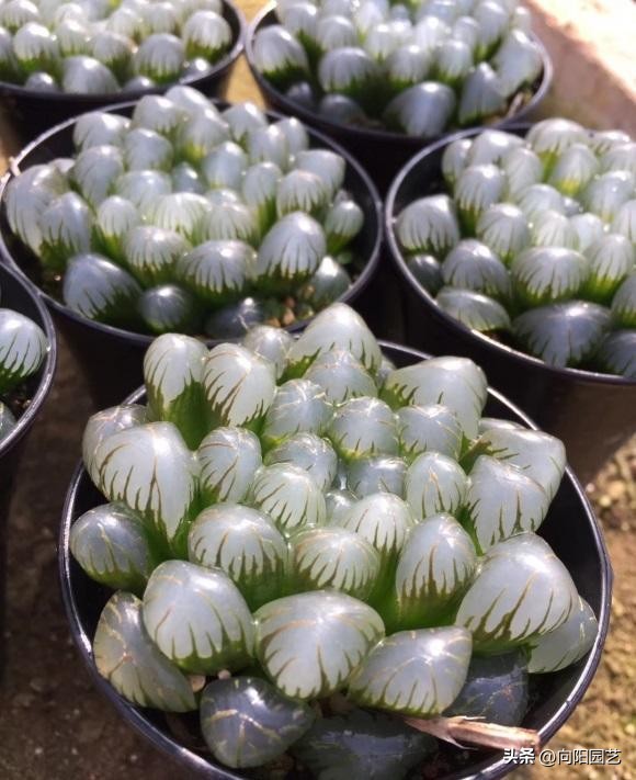 冰灯玉露最漂亮,冰灯玉露全部颜色