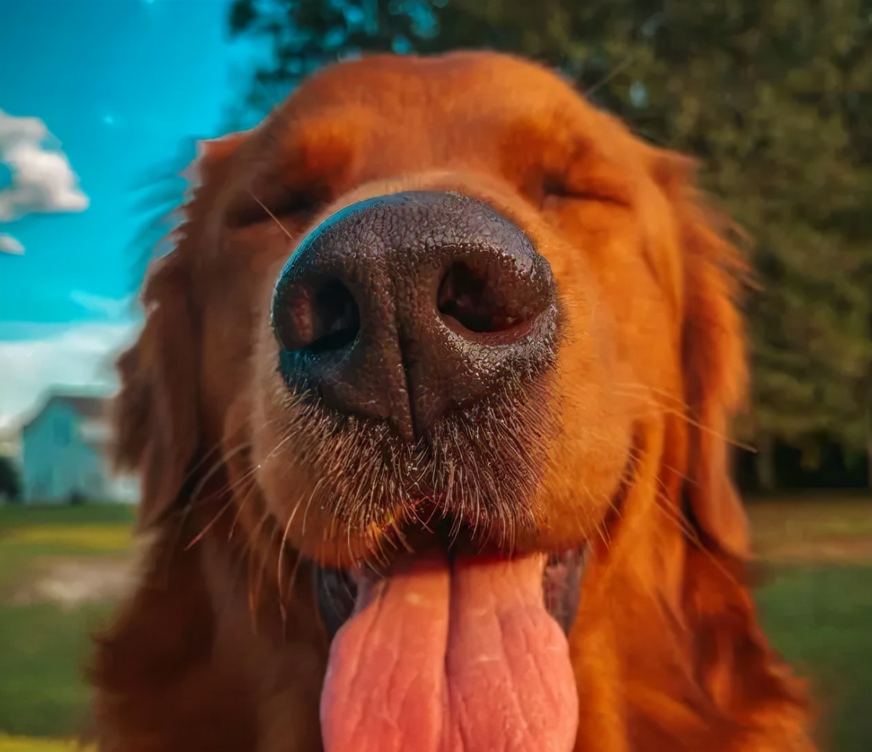 养宠知识狗狗经常流泪是什么信号,狗狗为什么有点打喷嚏呢