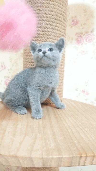 盘点5种最不抗冻的猫咪,冬天最抗冻的猫咪品质