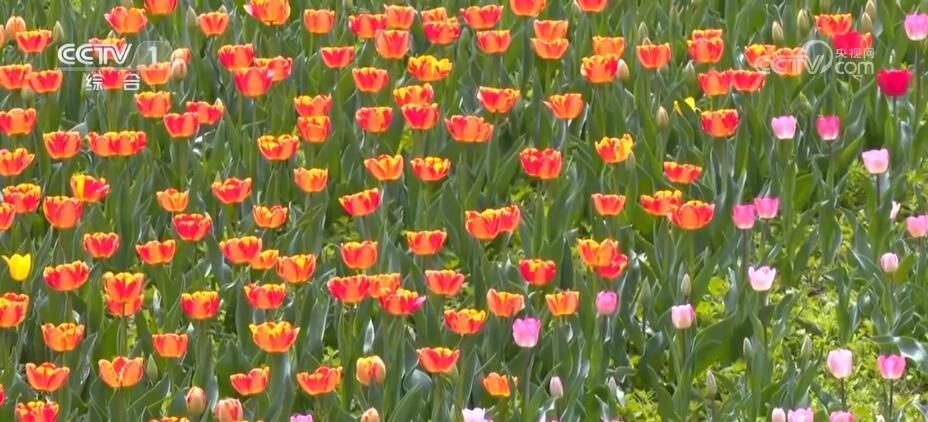 中国花卉产业成果,花卉育苗产业