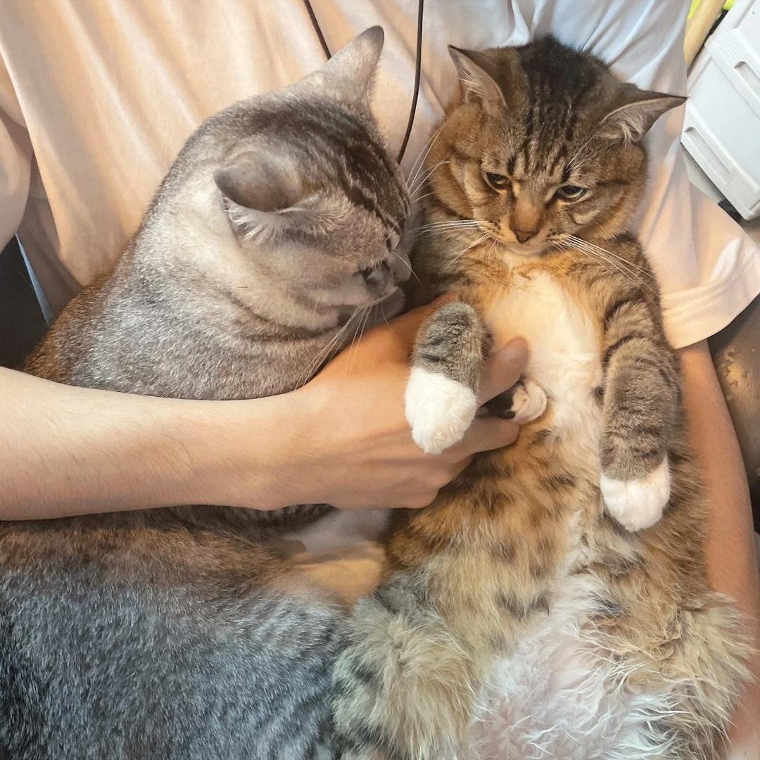 猫咪不长肉是什么问题,猫咪不长肉没精神