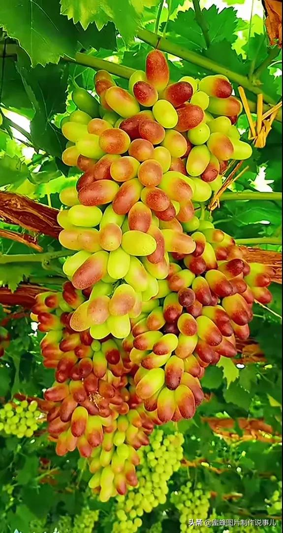 壁纸图片水果清新,丰收的水果高清图片壁纸