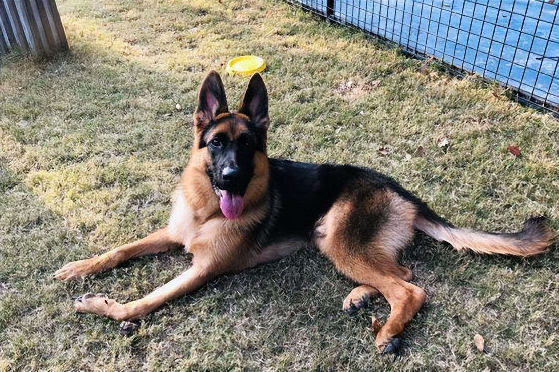 为什么德牧越来越受欢迎,德牧到底有多难养