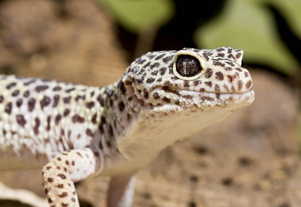 奇特的动物壁虎,壁虎奇妙的本领