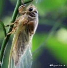 蝉蜕配哪些药清肝明目的功效,蝉蜕搭配什么治疗明目退翳