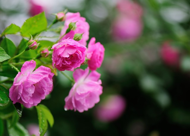 绝美的句子惊艳了时光温柔了岁月,惊艳了时光温柔了岁月璀璨了星河