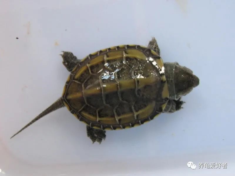 龟可以吃什么,龟可以吃的哪几种