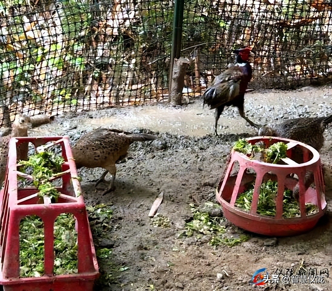 返乡创业成功人士的故事,返乡创业青年和他的创业故事