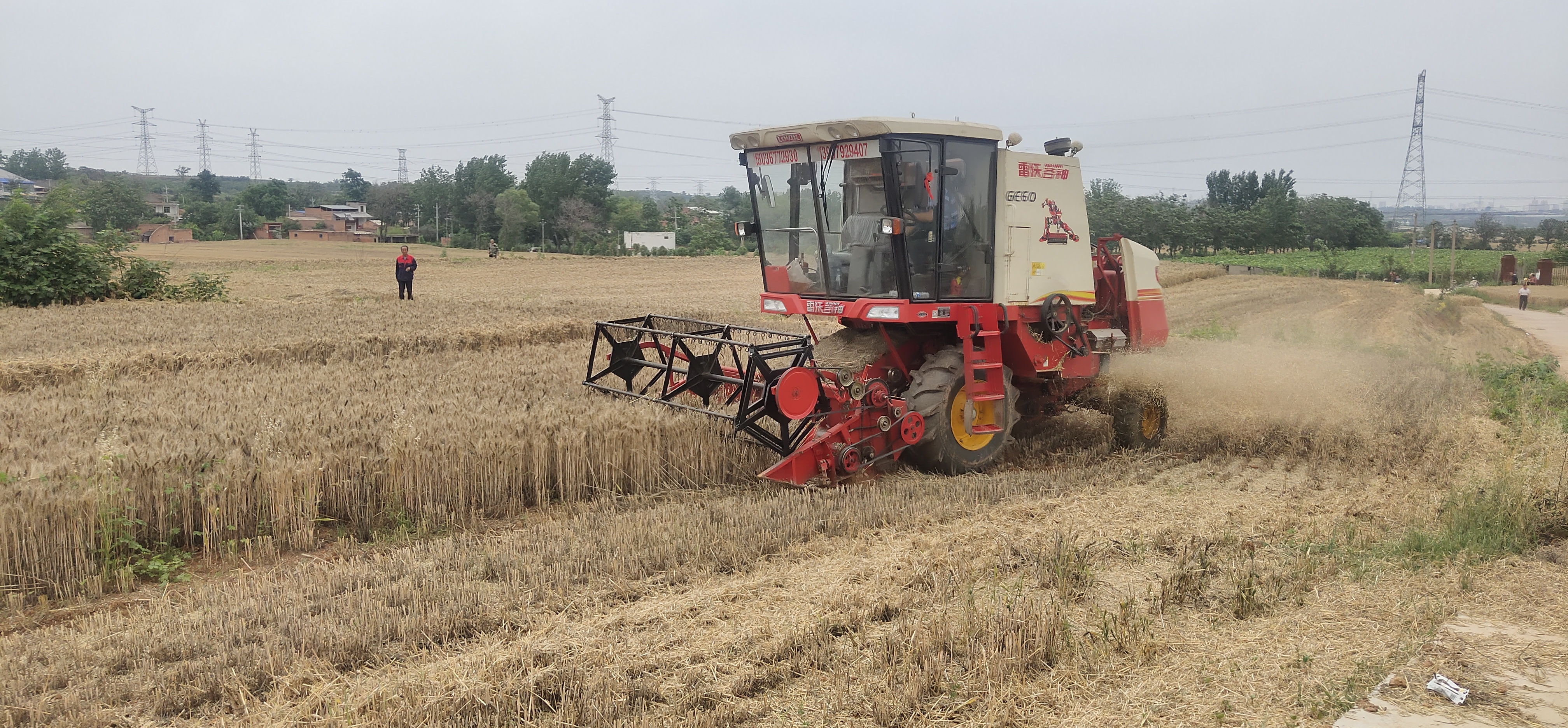 小麦发霉变黑怎么办,小麦发芽了用什么药能补救