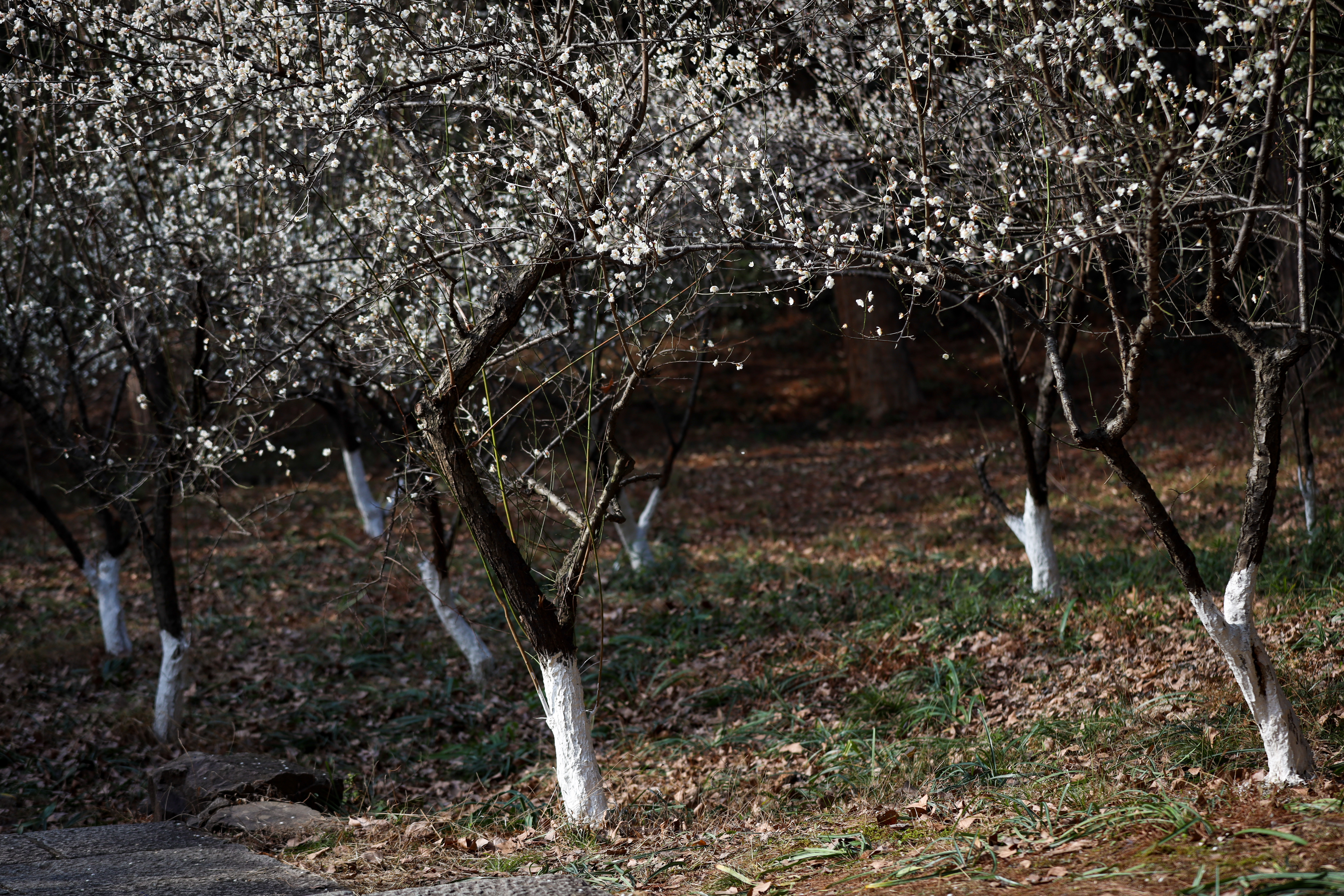 杭州植物园梅花哪里最茂盛,杭州超山再现十里梅花香雪海盛况