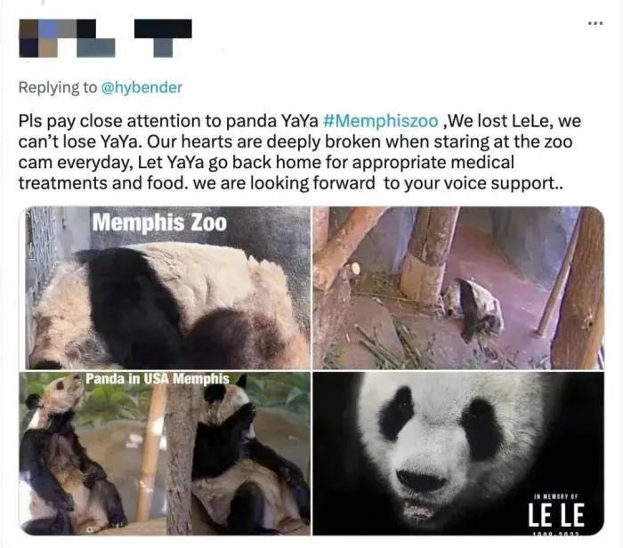 旅美大熊猫丫丫的妈妈乐乐照片,欢迎大熊猫乐乐和丫丫回家