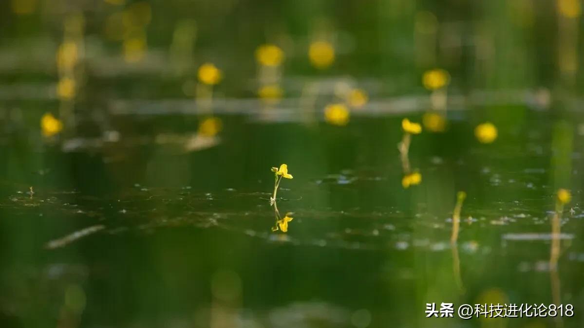 你绝对没见过的食虫植物,十种食虫植物