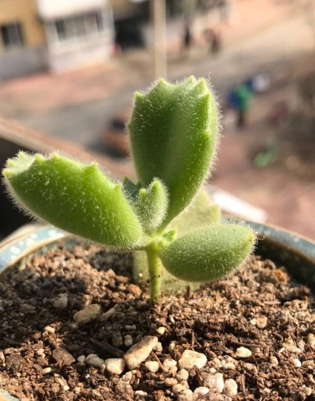 熊童子夏季3个月没浇水会怎样,熊童子一直不生根