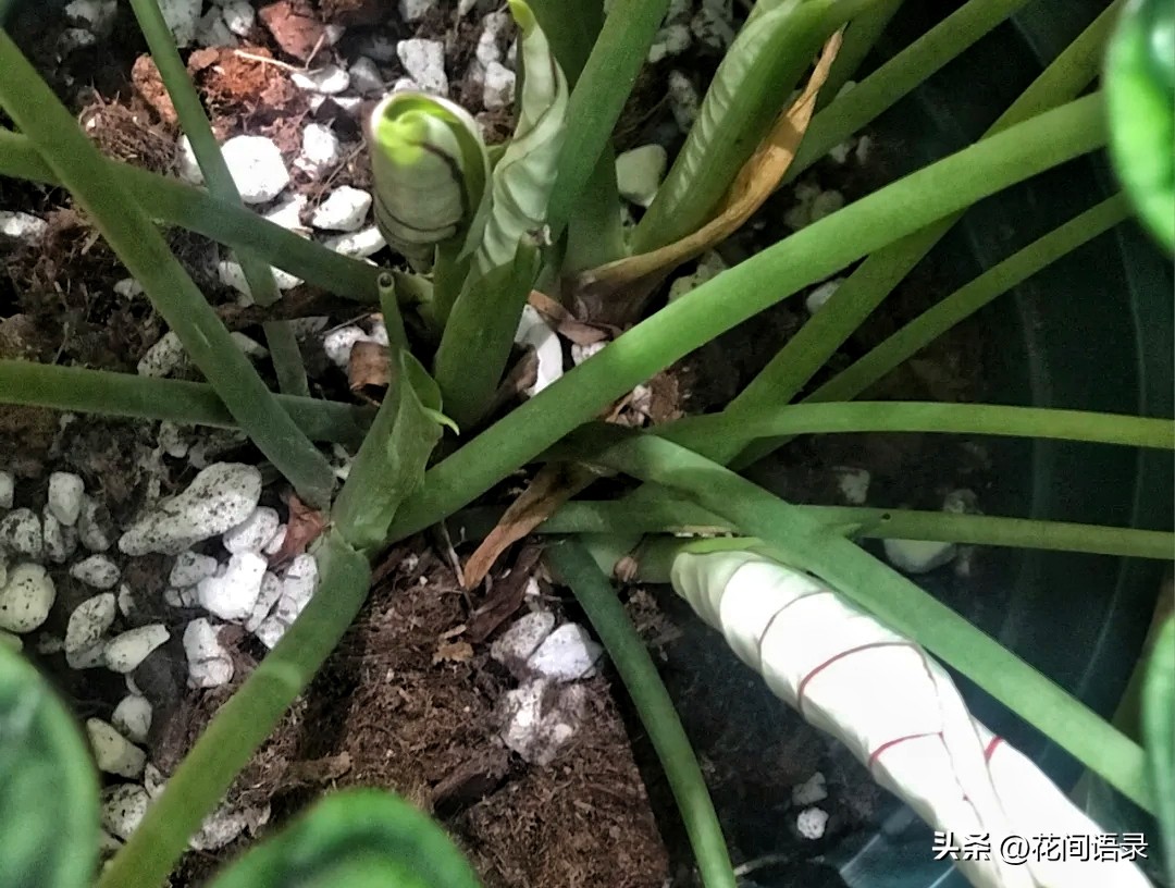 适合室内养的大叶矮壮绿植,室内超大叶片绿植