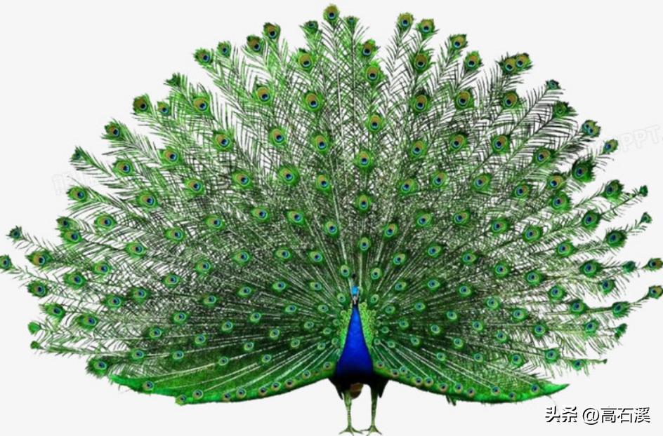 养孔雀一年能挣多少钱,我靠养殖发家致富