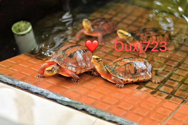 金钱龟养殖方法以及技术分享,金钱龟幼龟的宠物养殖方法