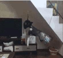 哈哈笑抽了，现在全网都知道他被绿了，网友：头上顶着青青草原