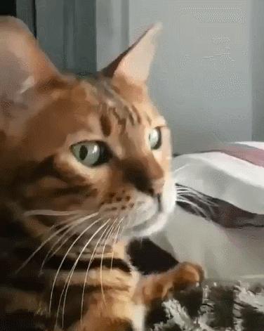 猫咪在交配的时候，究竟爽不爽？