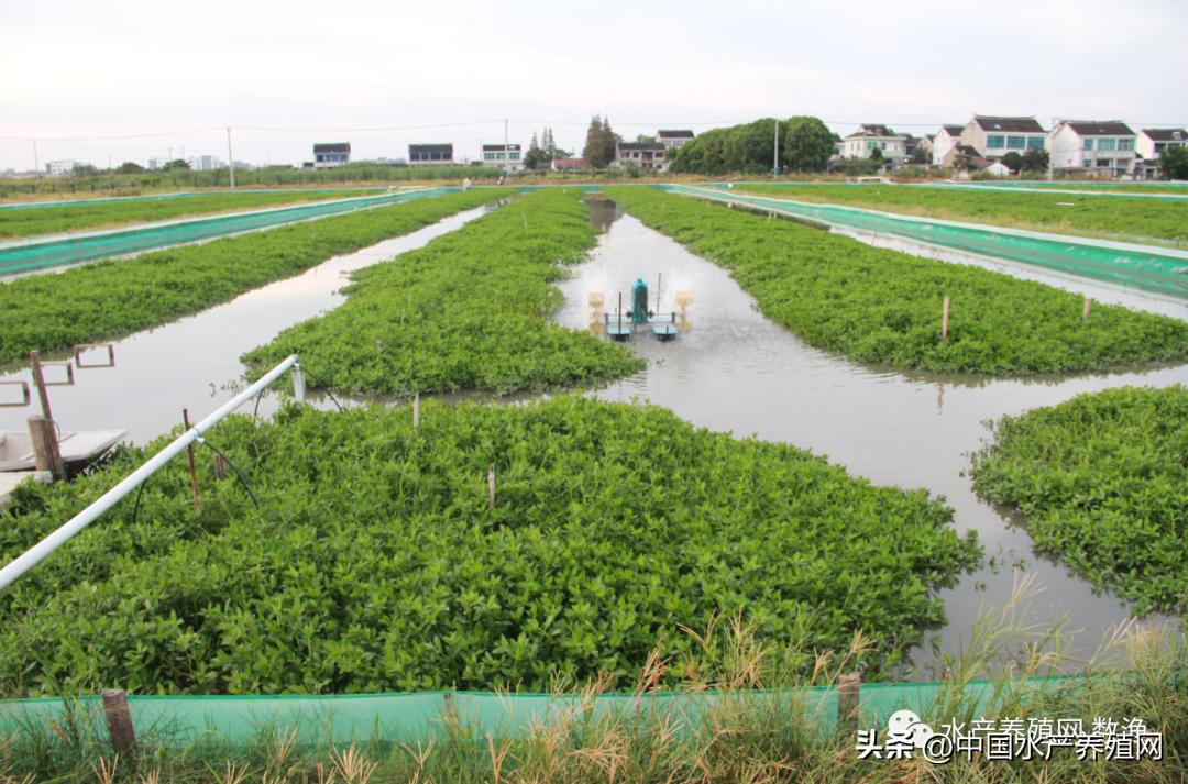 阳澄湖大闸蟹今年养蟹新技术,蟹农辛辛苦苦养了一年的大闸蟹