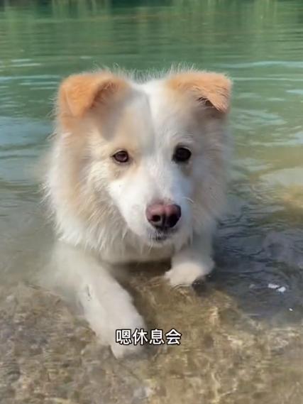 驴得水小朋友是智障猫吗,全网公认的智障猫怕水