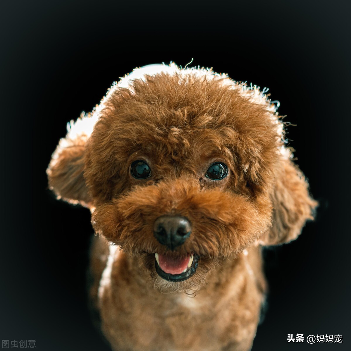 50天灰泰迪怎么看品相好不好,灰泰迪在哪里买品相又好又便宜