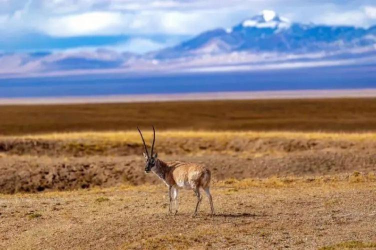 *藏西**7天跟团旅游人均费用*藏西**旅行团七日游跟团报价