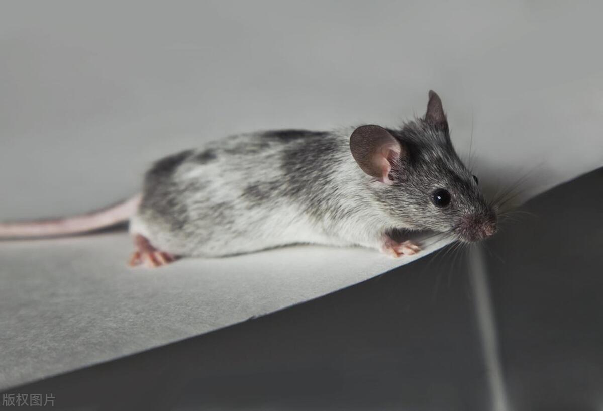 家里老鼠怎么消灭最彻底,家里的老鼠怎么能赶走