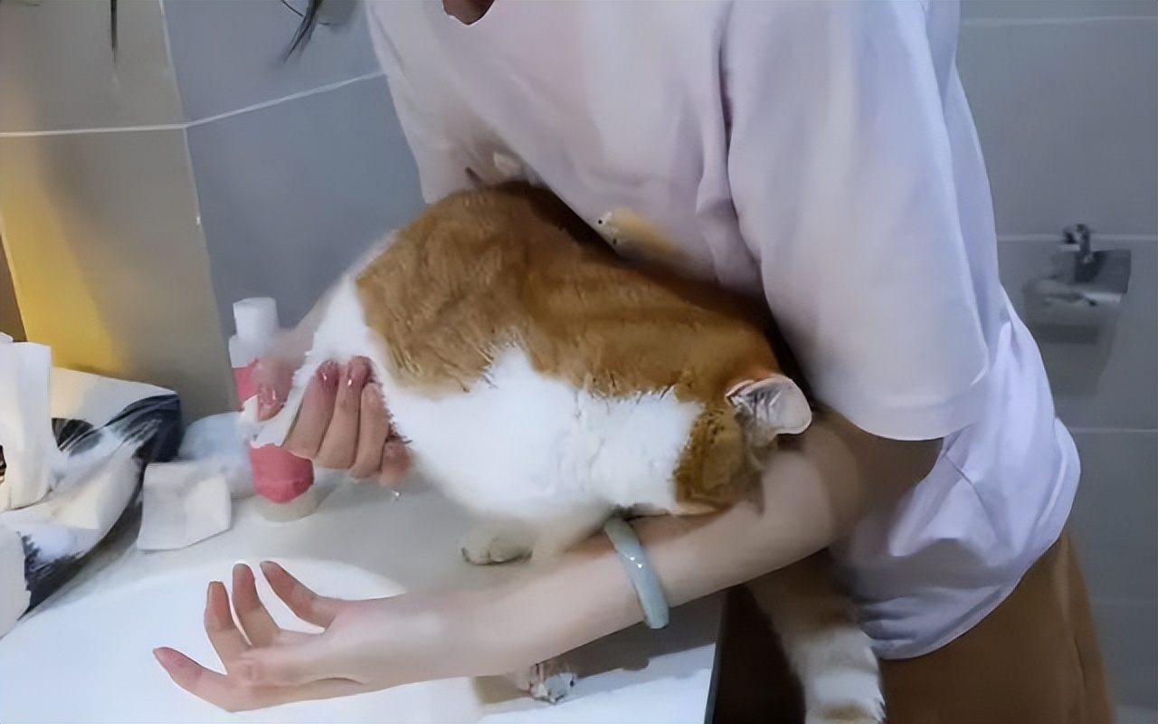 猫咪得了猫癣人怎么办,猫咪猫癣怎么治好得快