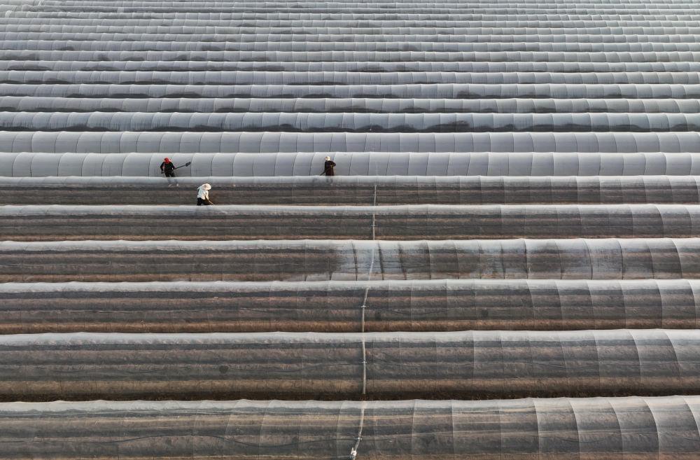 唐山生姜现状,冀东生姜之乡简介