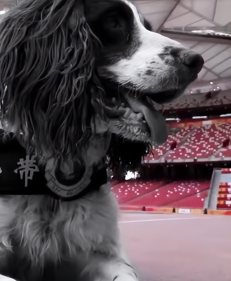 民警遇已故缉毒犬相似狗狗泪崩,民警发现酷似已故缉毒犬