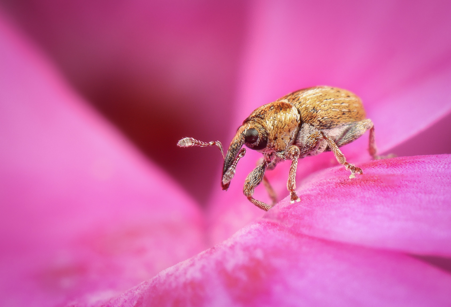 自然就是美,自然就是美歌曲