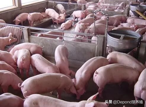 猪顽固拉稀怎么办,猪不爱吃料是怎么回事啊