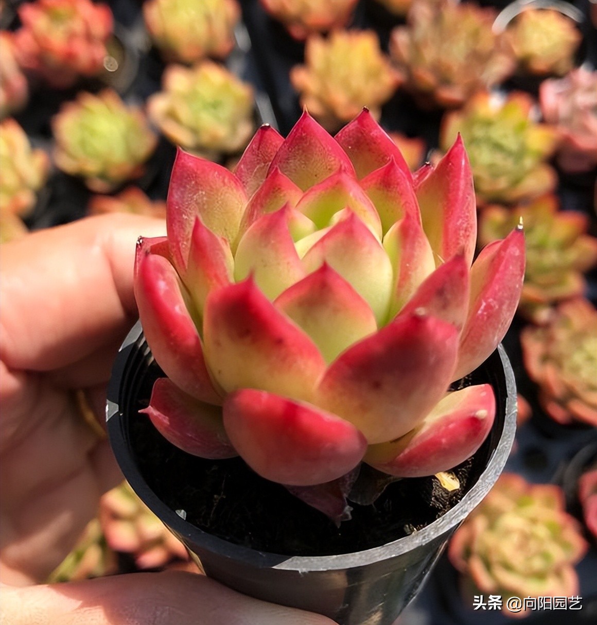 卖多肉有多暴利,多肉植物是暴利行业吗