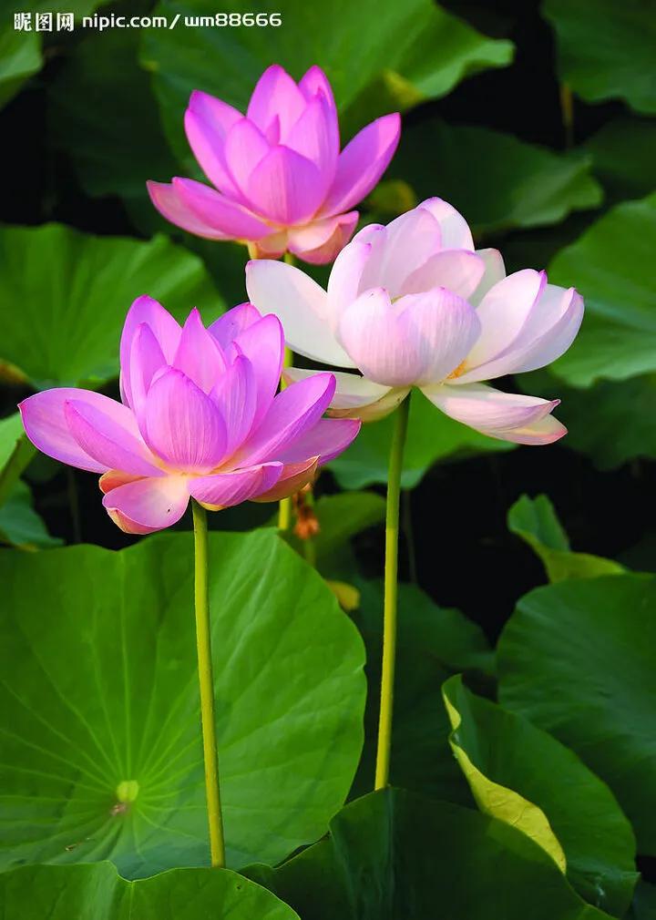 濯清涟而不妖说的是荷花还是莲花,濯清涟而不妖的荷花名句