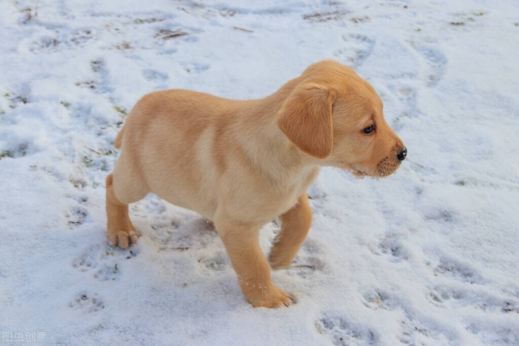 狗狗换狗粮了怎么喂药啊,狗狗换狗粮会有什么症状