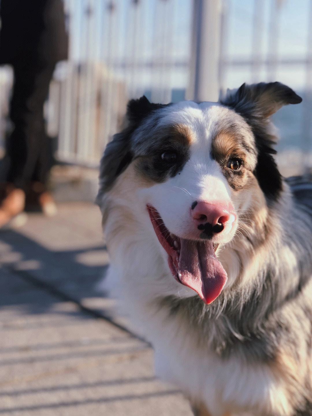 为什么很多人不喜欢养母狗,很多人喜欢养公狗还是母狗