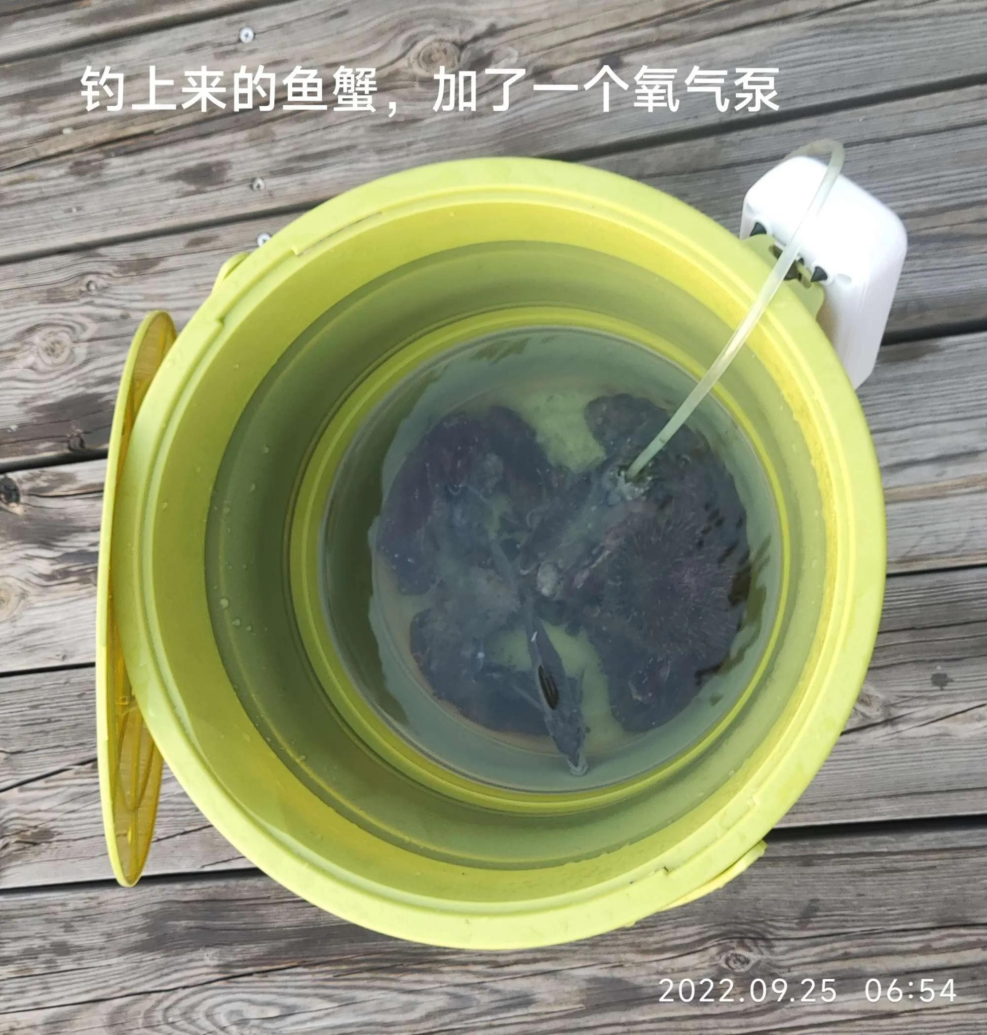 20种常见海鱼,十大常见野生海鱼